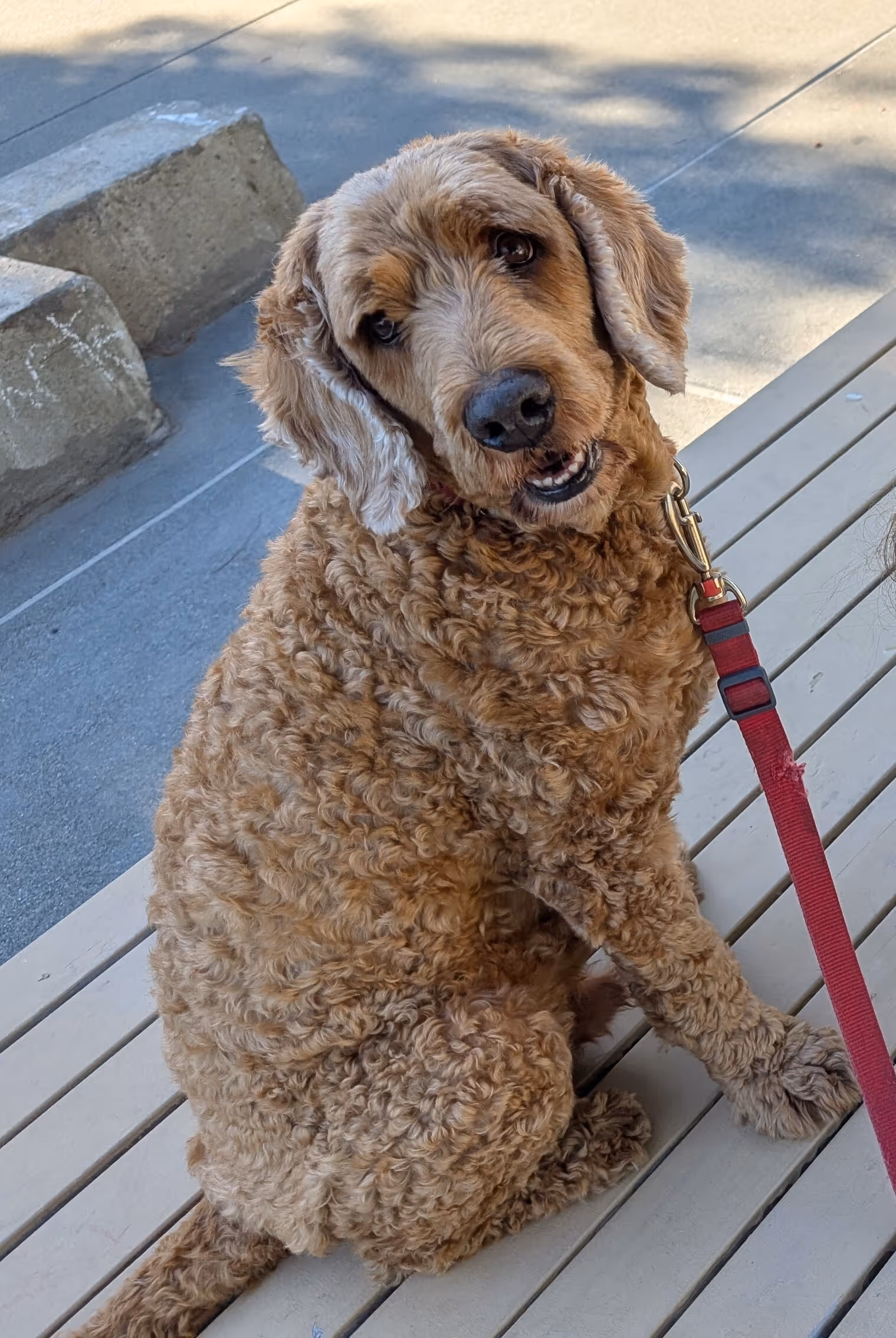 Curly-haired brown dog sitting on bench with red leash attached to collar, looking up.