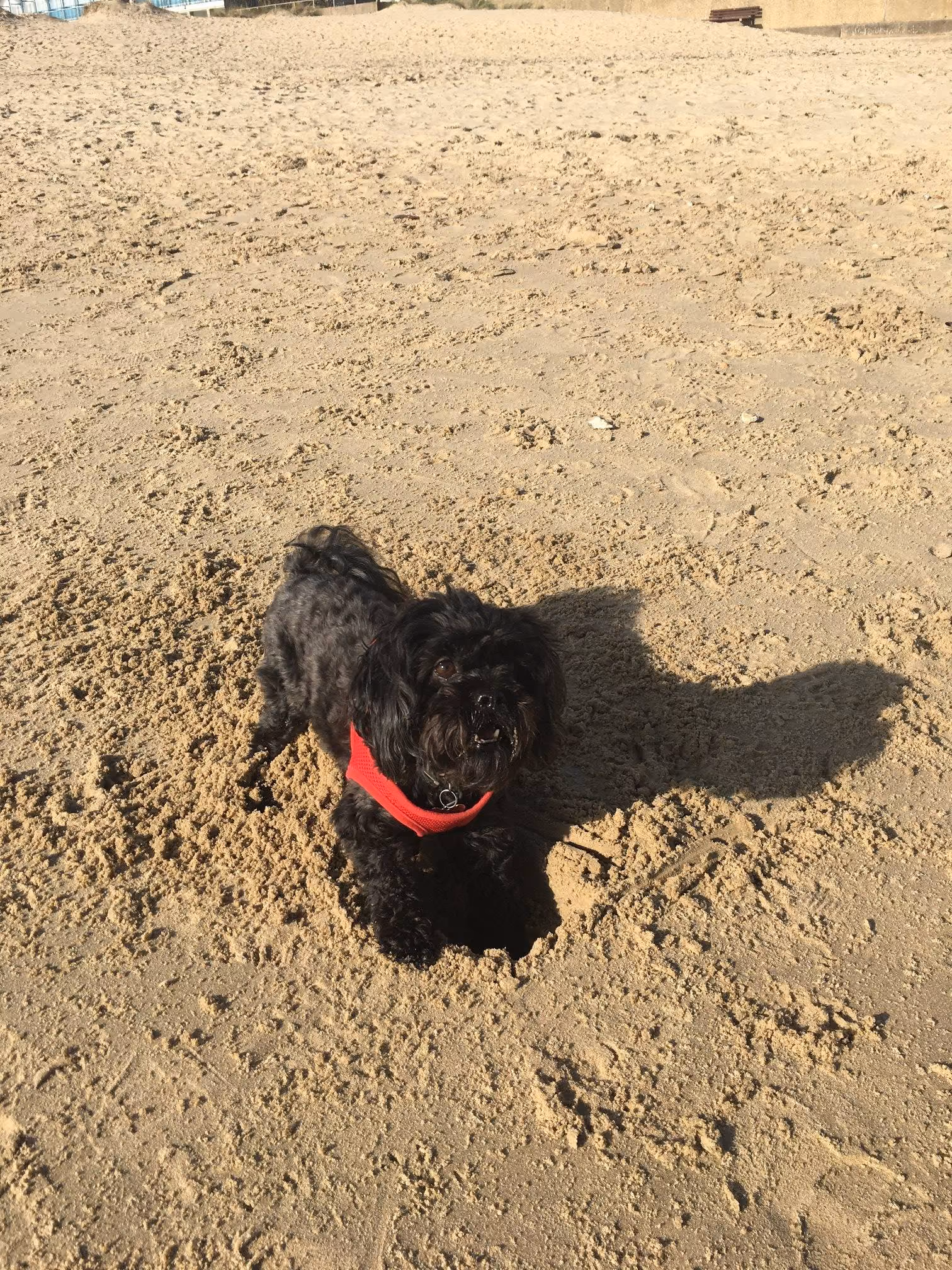 The Collingwood is dog friendly and has rooms dedicated to our four legged friends.