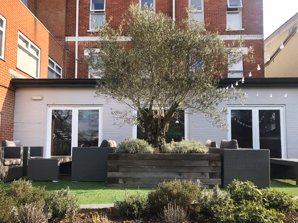 The stories this 10 year old Olive tree could tell...