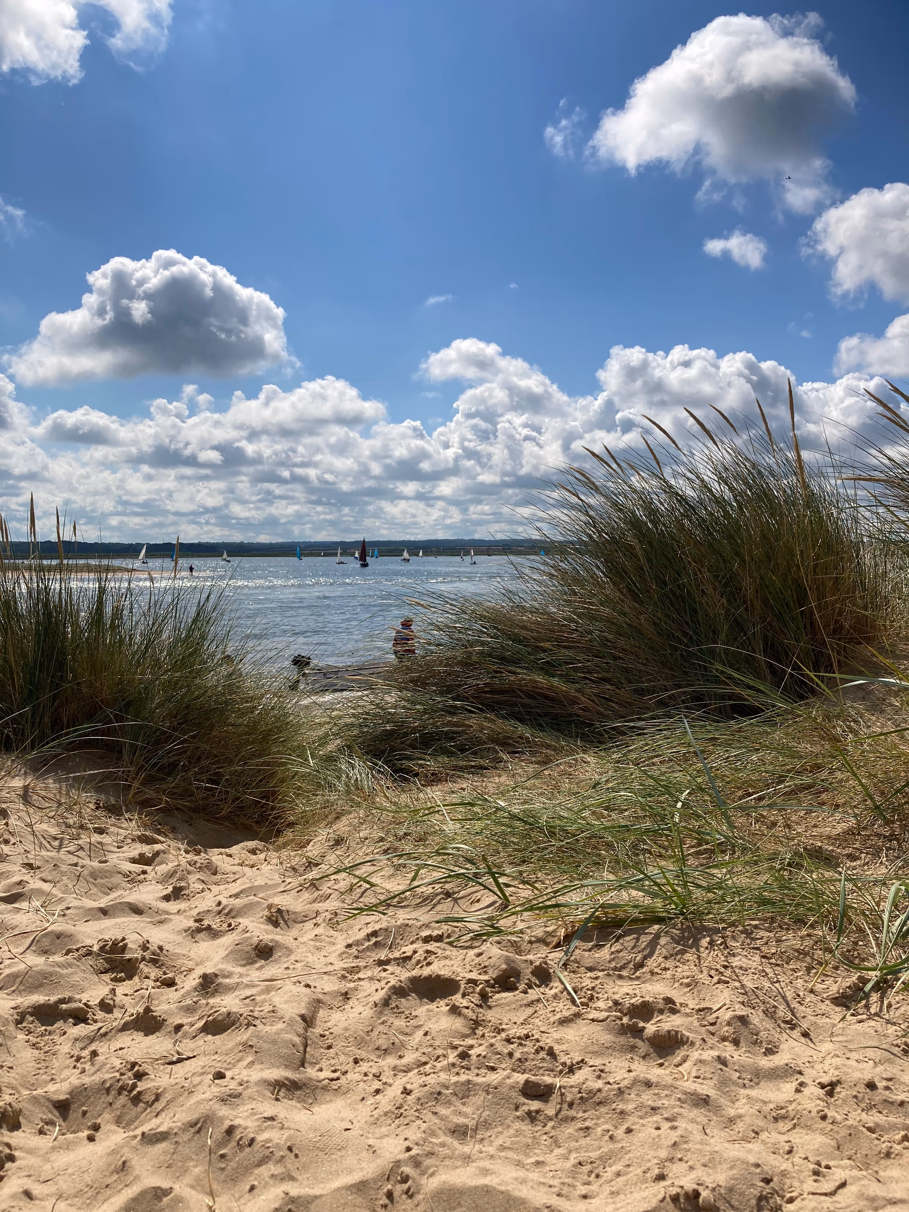 Sailboats on water viewed through beach grass on sandy shore