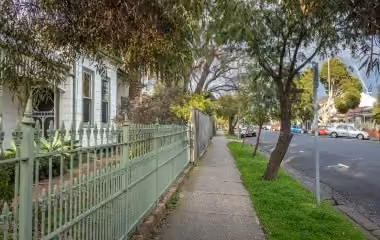 trees lining a suburban street