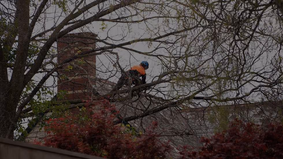 tree pruning