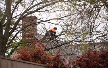 tree pruning 