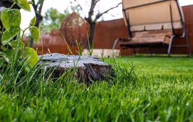 stump removal and grinding