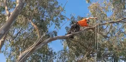 A harnessed arborist wrapping a cable around a weak branch on a tree in a public park.