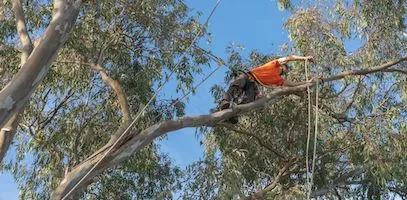 A harnessed arborist wrapping a cable around a weak branch on a tree in a public park.