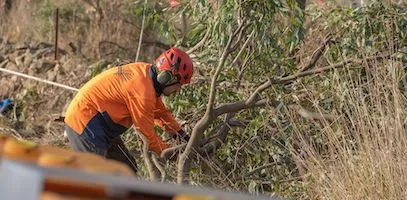 An arborist chainsawing a lopped branch into smaller pieces for safe removal from a site.