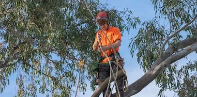 A harnessed arborist securing a cable around a freshly lopped branch over a golf course.