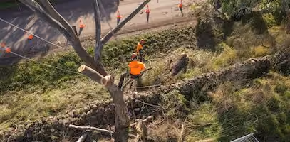 A team of arborists and tree surgeons assessing and trimming a tree to prevent future damage to a nearby road and the cars on it.