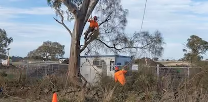 A team of arborists removing a tree, branch by branch, on a construction site.