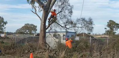 A team of arborists removing a tree, branch by branch, on a construction site.
