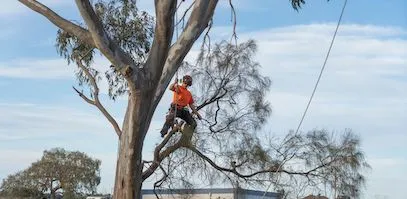 A harnessed arborist working on cutting thin and weak branches overhanging residential homes.