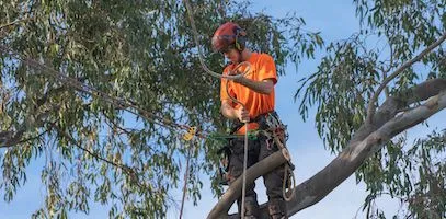 An arborist using cables and braces to secure branches on a tree in a schoolyard.