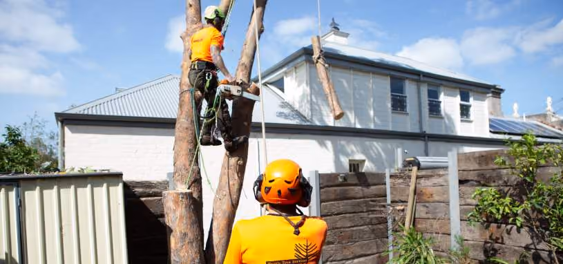 tree removal cost