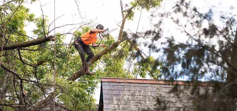 tree pruning