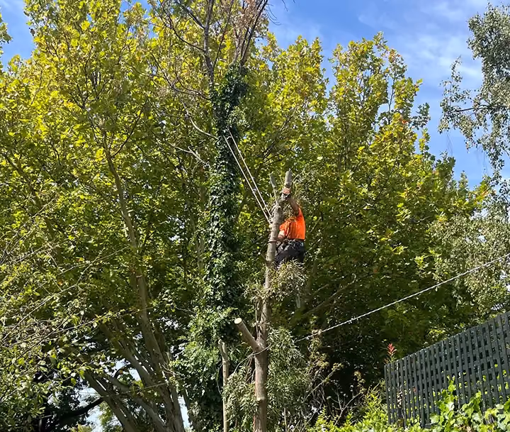 Worker cutting down a tall tree, mid-removal, using ropes for safety.