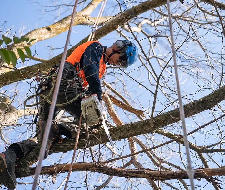 Professional arborist in Essendon removing hazardous branches during winter tree pruning.