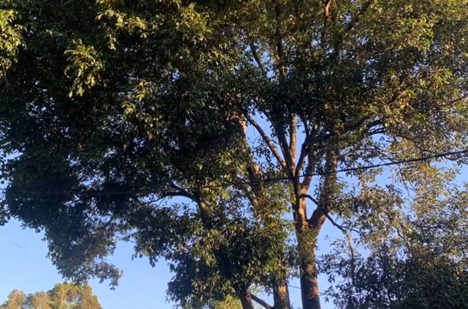 Tree with a full, dense canopy extending toward power lines before canopy reduction work was carried out.