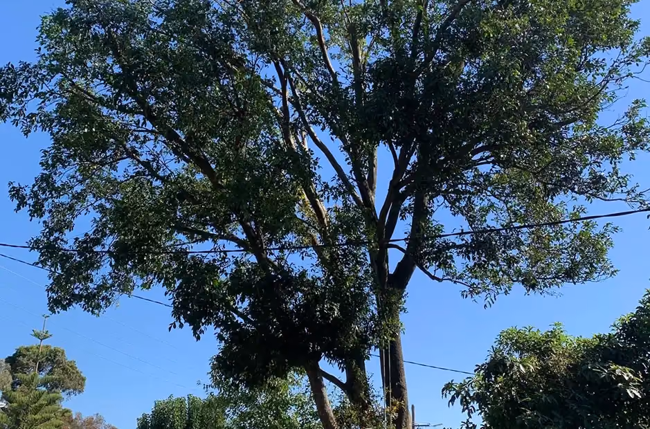Tree with significantly reduced canopy and improved clearance from power lines after pruning.
