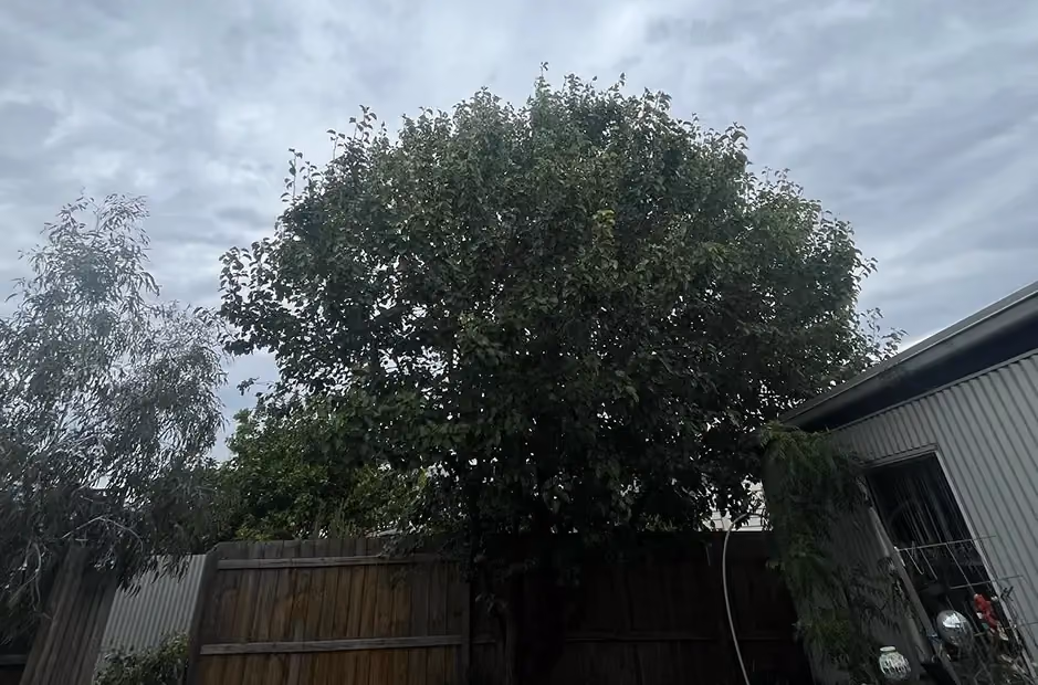 Overgrown pear tree with a dense, rounded crown before crown reduction work.