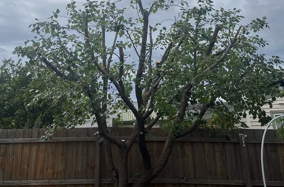 Pear tree after crown reduction, showing significantly thinned branches and an open canopy structure.