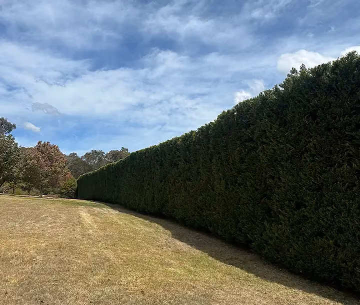 A long, neatly trimmed hedge bordering a grassy field under a partly cloudy sky.