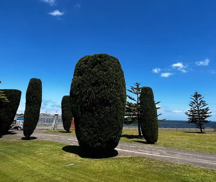 Expert hedge trimming and tree care services for residential properties.