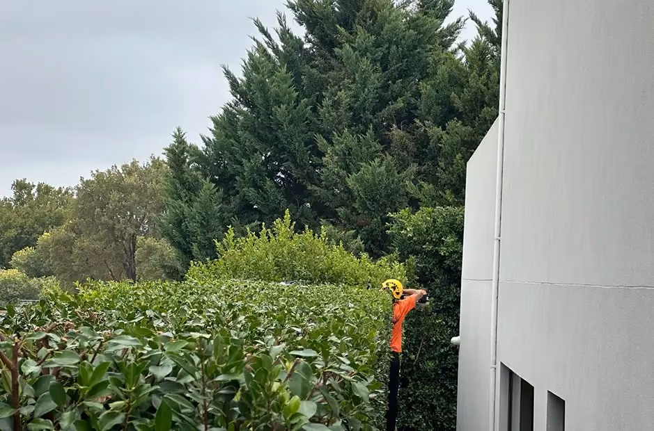 Overgrown hedge along a building wall before trimming, with a worker preparing to begin cutting.