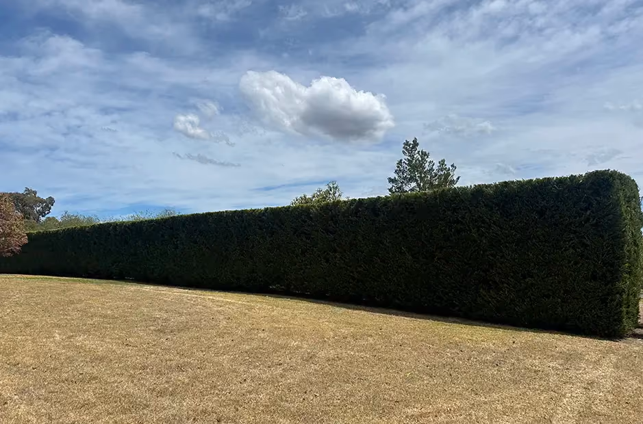 Neatly trimmed hedge with sharp, even edges after professional hedge cutting.