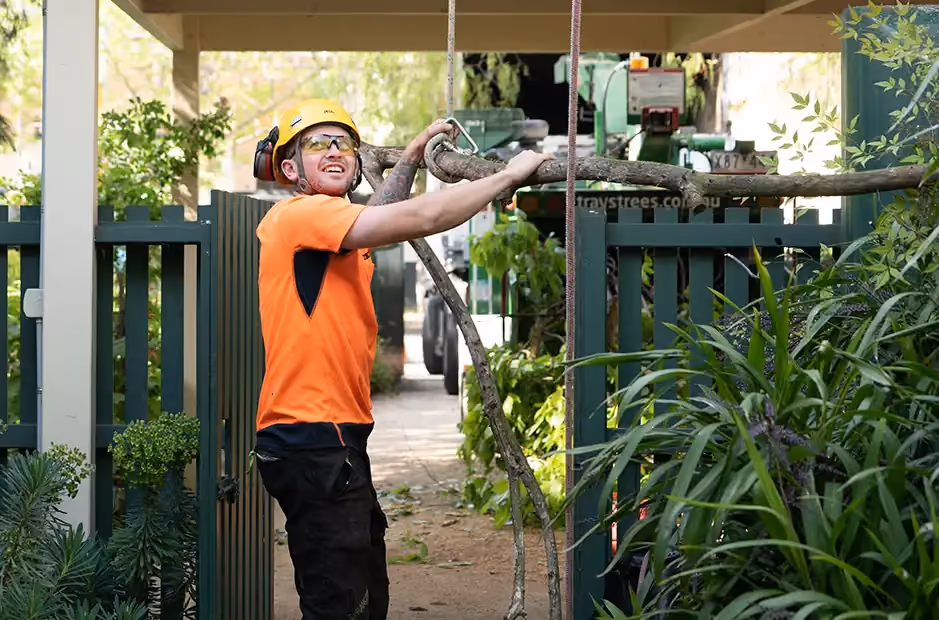 Arborist preparing for tree pruning, holding a large branch near a chipper before mulching begins.