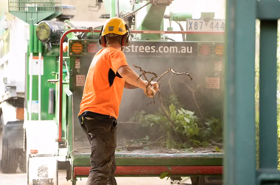 Arborist feeding trimmed branches into a wood chipper during tree mulching after pruning.