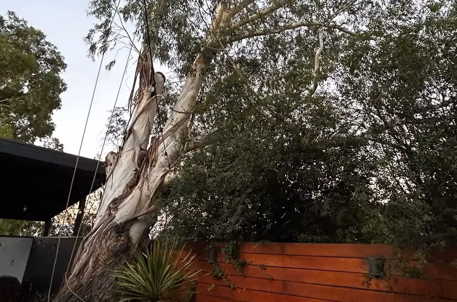 Leaning, partially stripped tree in a garden area before stump removal and grinding.