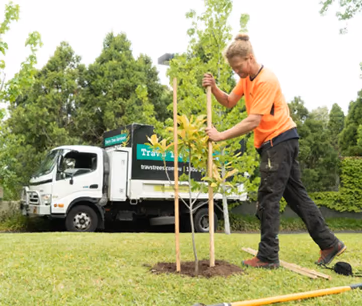 Worker staking a young tree in a grassy area with a truck in the background.