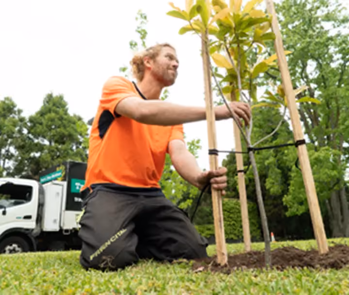 Worker kneeling on grass while securing a newly planted tree with stakes.