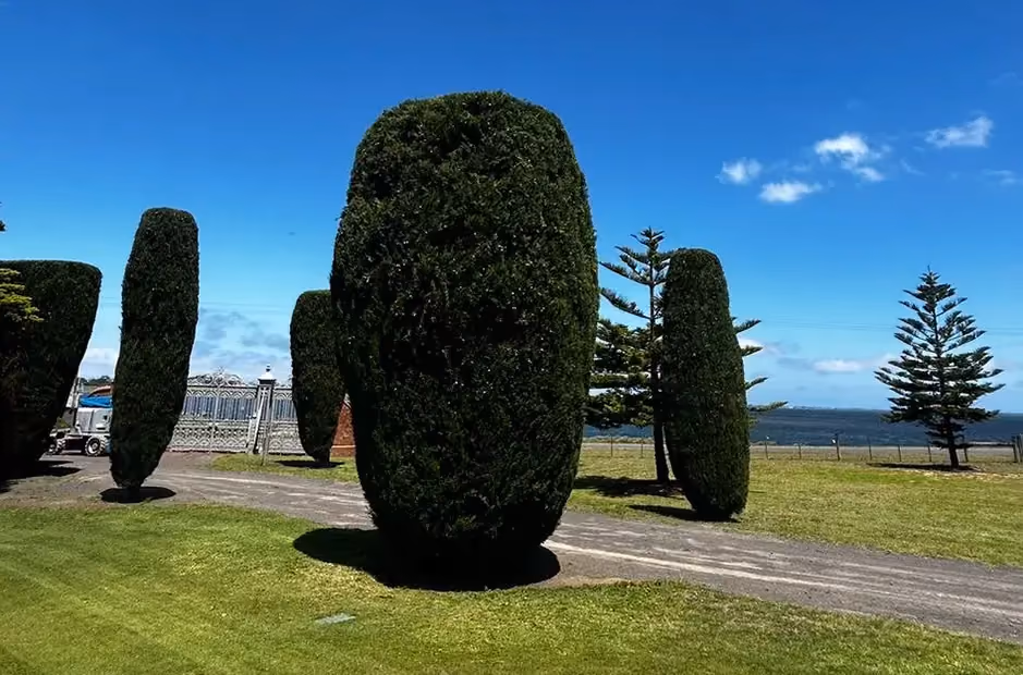 Evenly sculpted cypress trees with smooth, uniform contours after precision shaping.