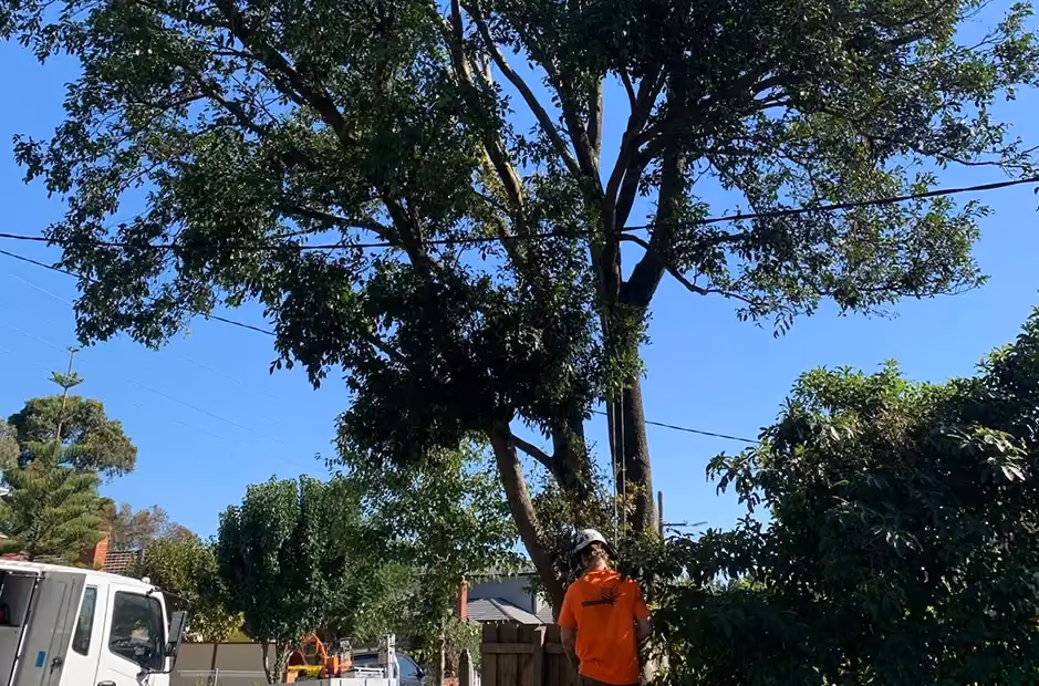 Tree with significantly reduced canopy and improved clearance from power lines after pruning.