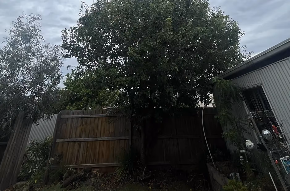 Pear tree with a dense, rounded canopy extending over the fence before crown reduction.