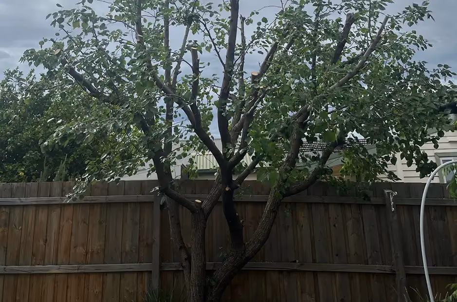 Pear tree after crown reduction with thinned-out branches and improved light penetration.