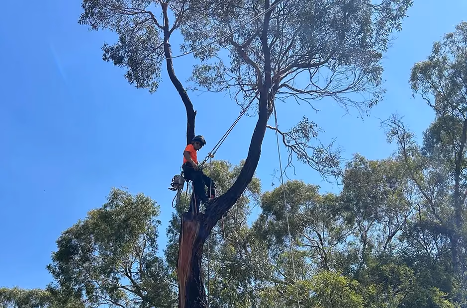 Arborist climbing and preparing a tall tree for removal using ropes and harness.