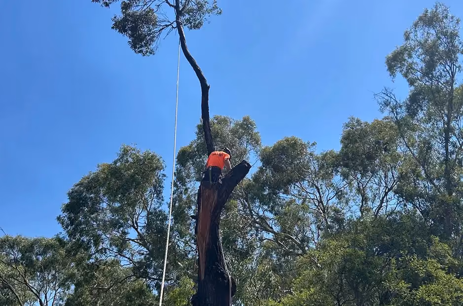 Arborist continuing tree removal, with most upper branches already cut, leaving a bare trunk.