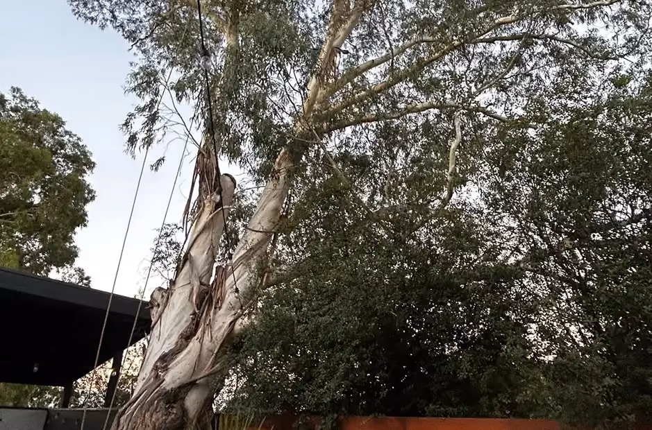 Leaning eucalyptus tree with ropes in place, prepared for sectional removal.