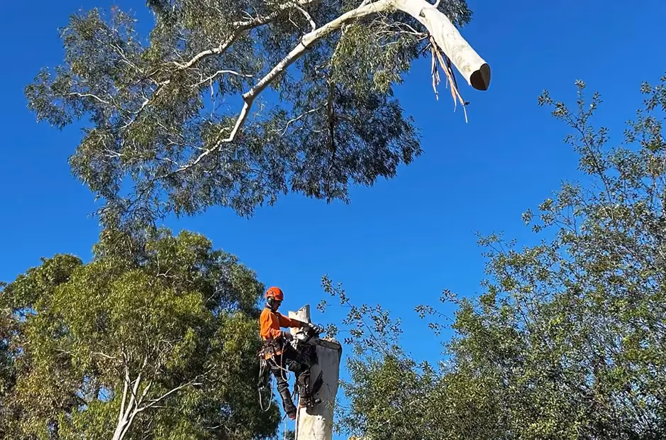 Arborist in safety gear cutting a high section of the tree trunk during advanced removal.