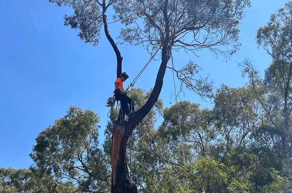 Arborist climbing a tall tree with ropes and chainsaw, preparing for controlled removal.