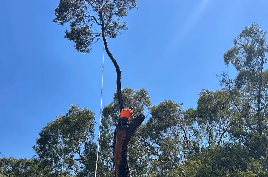 Tree climber cutting trunk section below final canopy using rigging during staged removal.