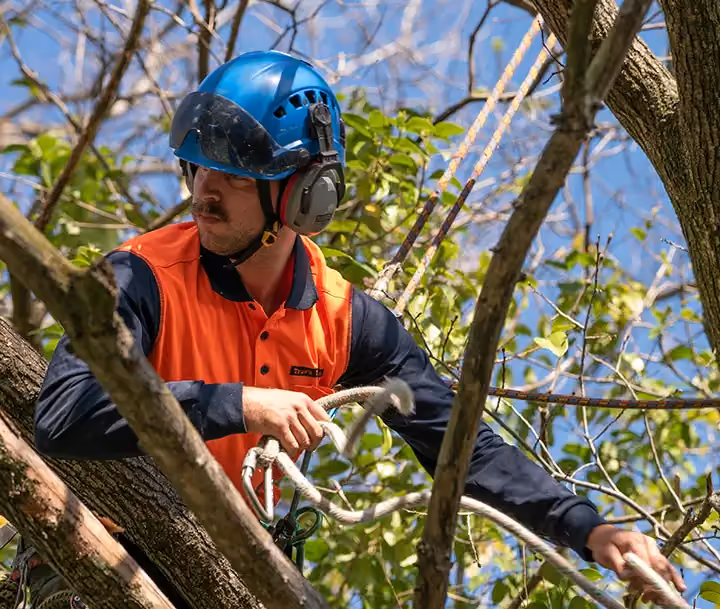Climbing arborist adjusting ropes while performing controlled tree pruning.