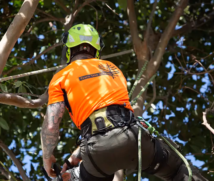Worker in safety gear using a chainsaw while secured in a tree.