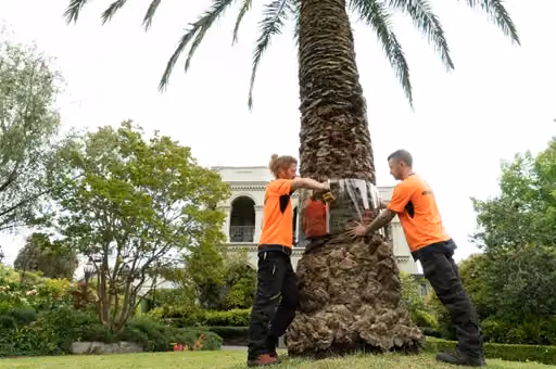 Two workers securing a possum guard around a palm tree in a garden setting.