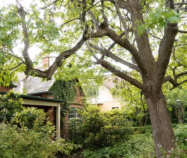 Large tree with overhanging branches in the front yard of a leafy residential property.