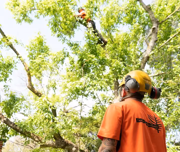 Worker on the ground observing a tree climber pruning high branches.