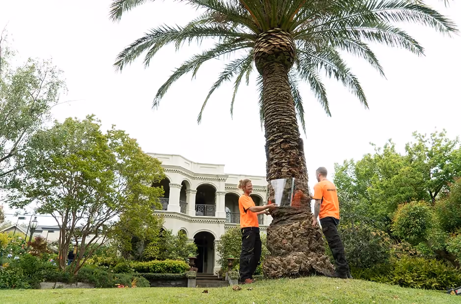 Wide shot of two arborists securing a protective clear band around a large palm tree in a landscaped front yard, with an elegant double-storey home in the background.